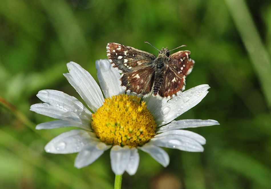 La vita in un fiore: terza parte